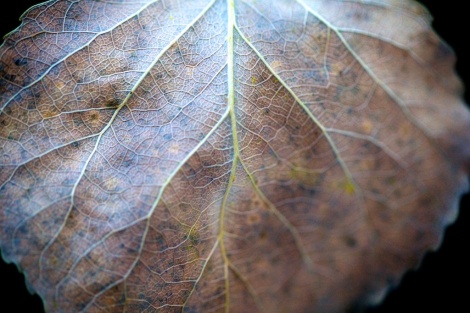 Leaf - Canon 100L 100mm prime photography lens - The Camera Life Magazine